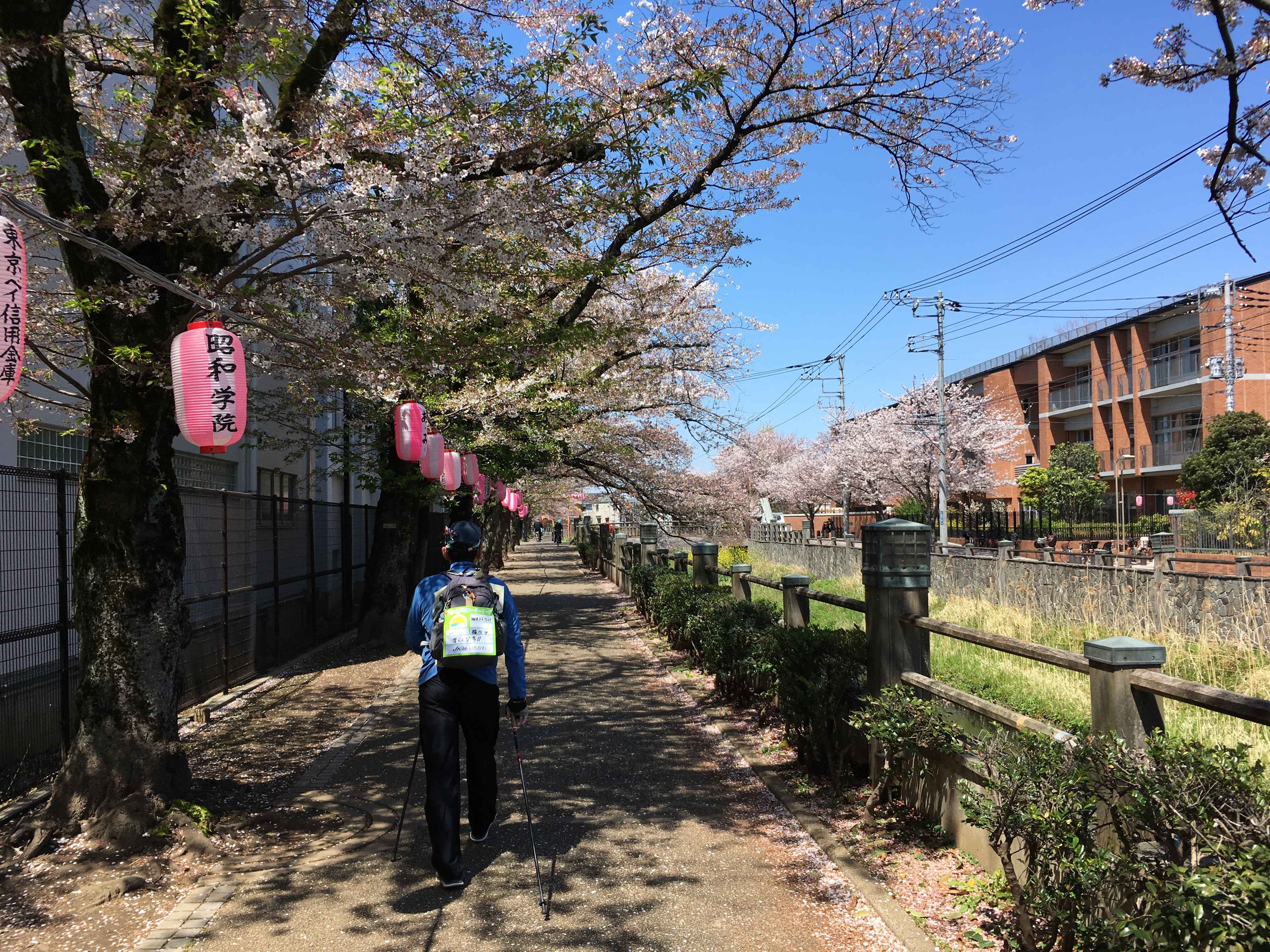 いちかわ真間川堤桜並木沿い　昭和学院短期大学